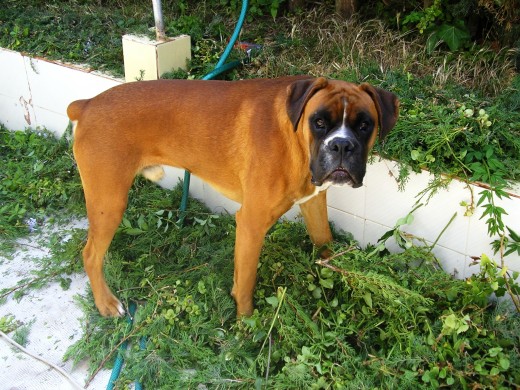 como se ve, esta en el jardin, "ayudando" con la poda